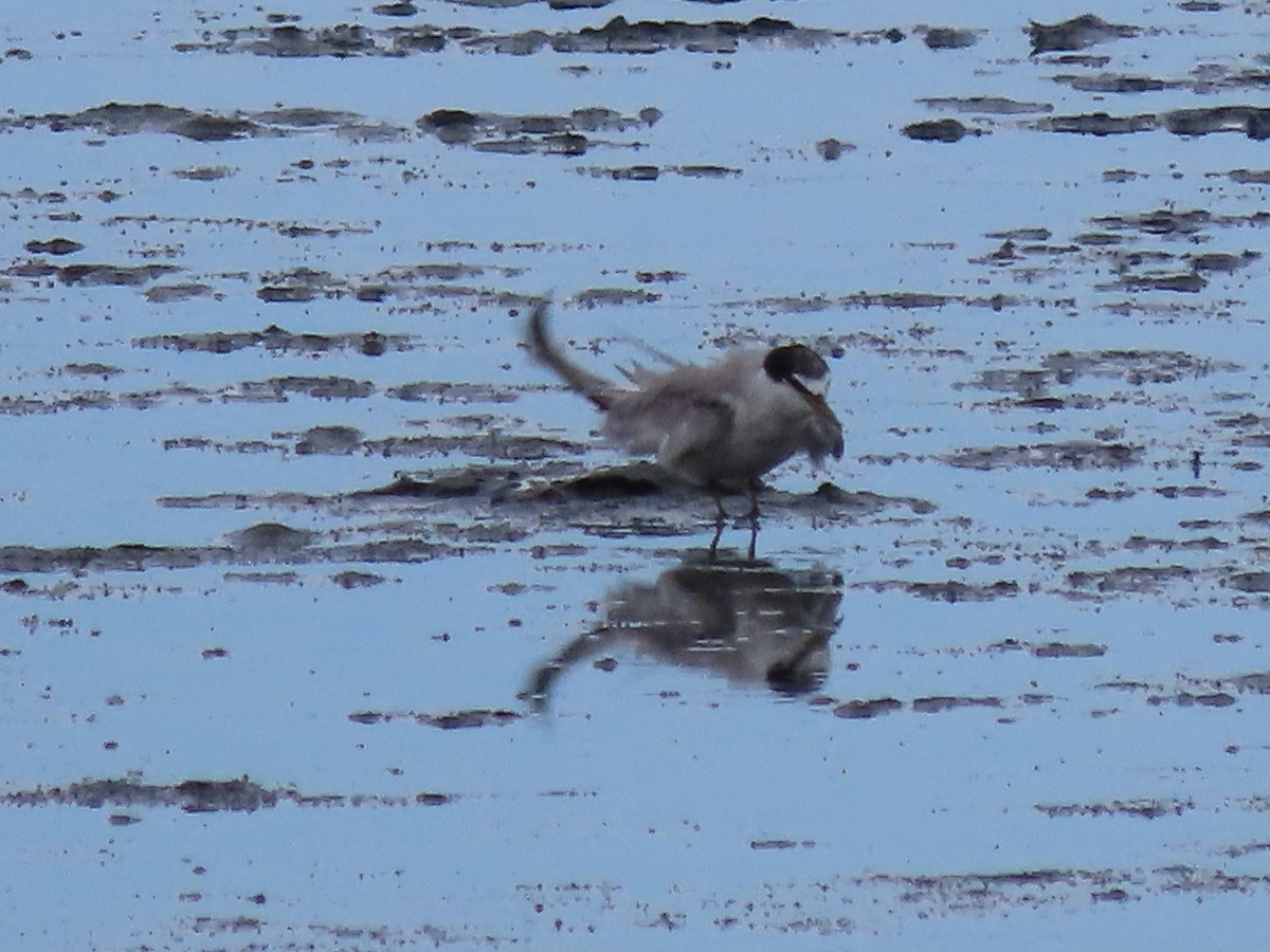 Least Tern - Francisco Emilio Roldan Velasco Tuxtla Birding Club - Chiapas