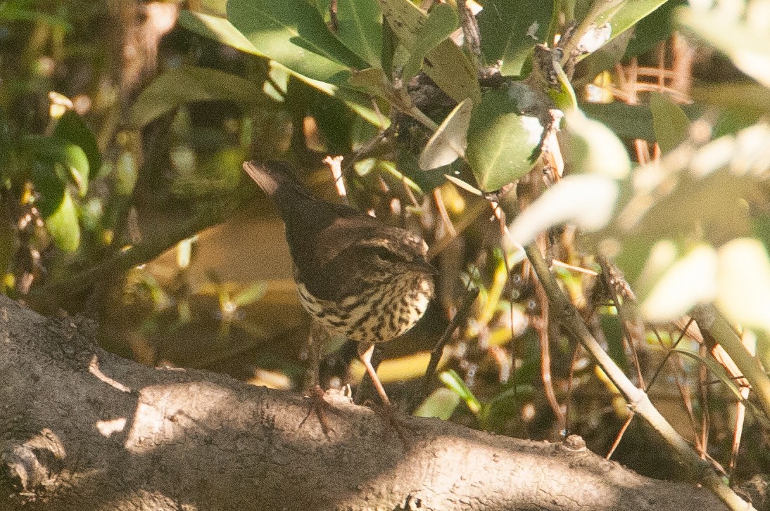 Northern Waterthrush - ML374719061