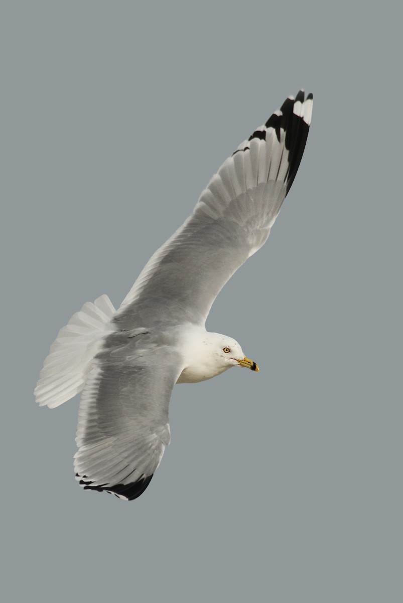 Ring-billed Gull - Ryan Schain