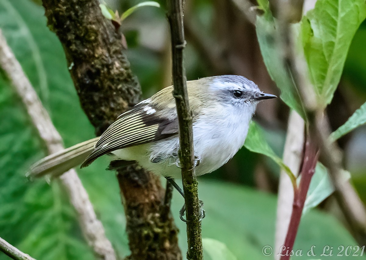 White-banded Tyrannulet - ML374721251