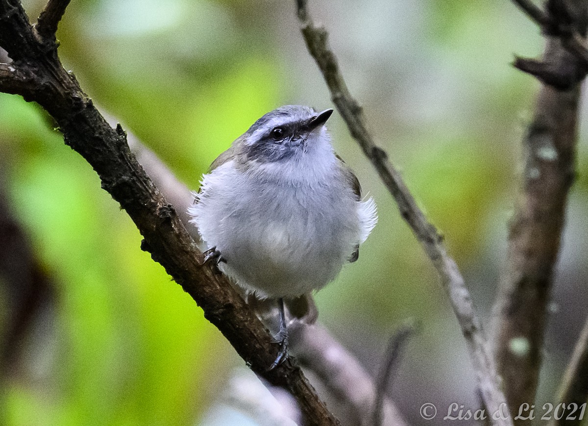 White-banded Tyrannulet - ML374721271