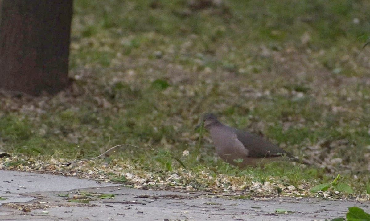 White-tipped Dove - ML374721711