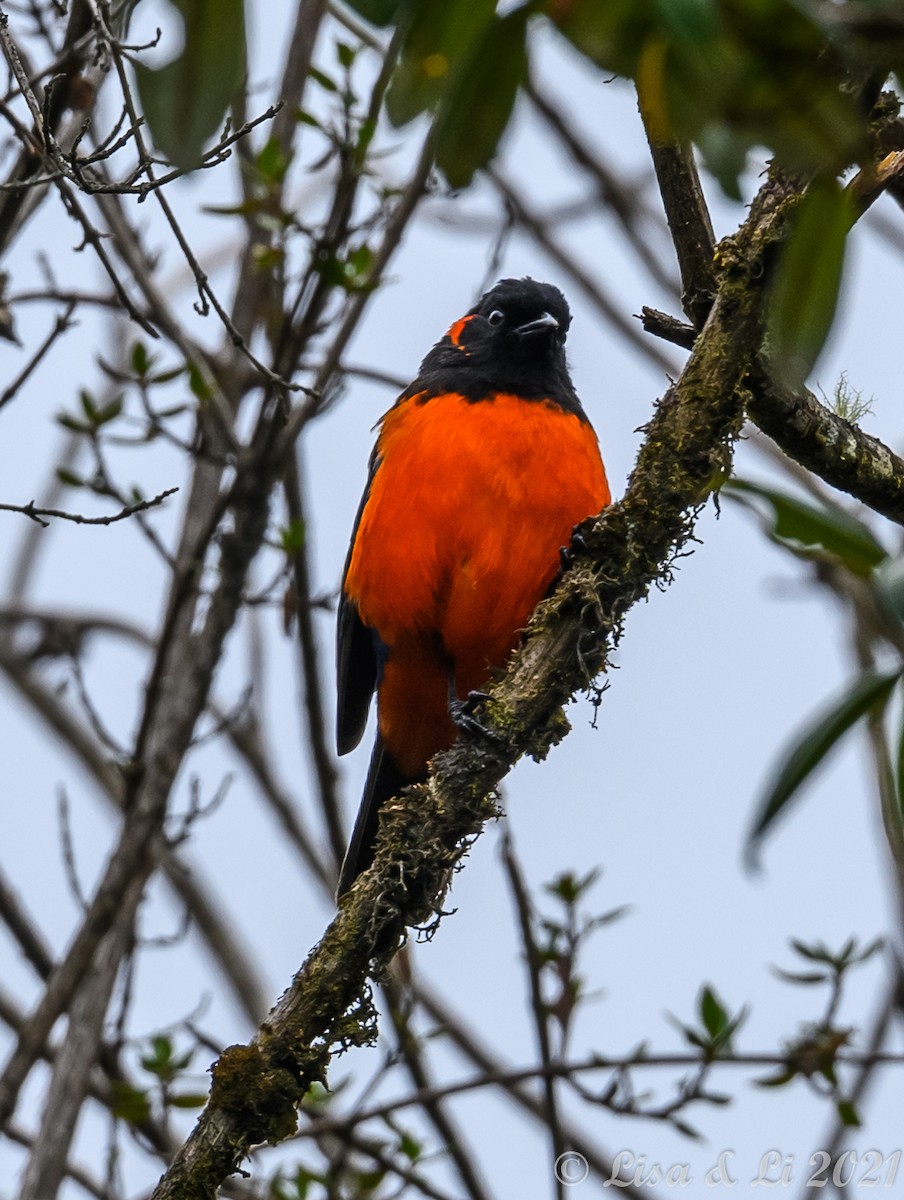 Scarlet-bellied Mountain Tanager - ML374722651