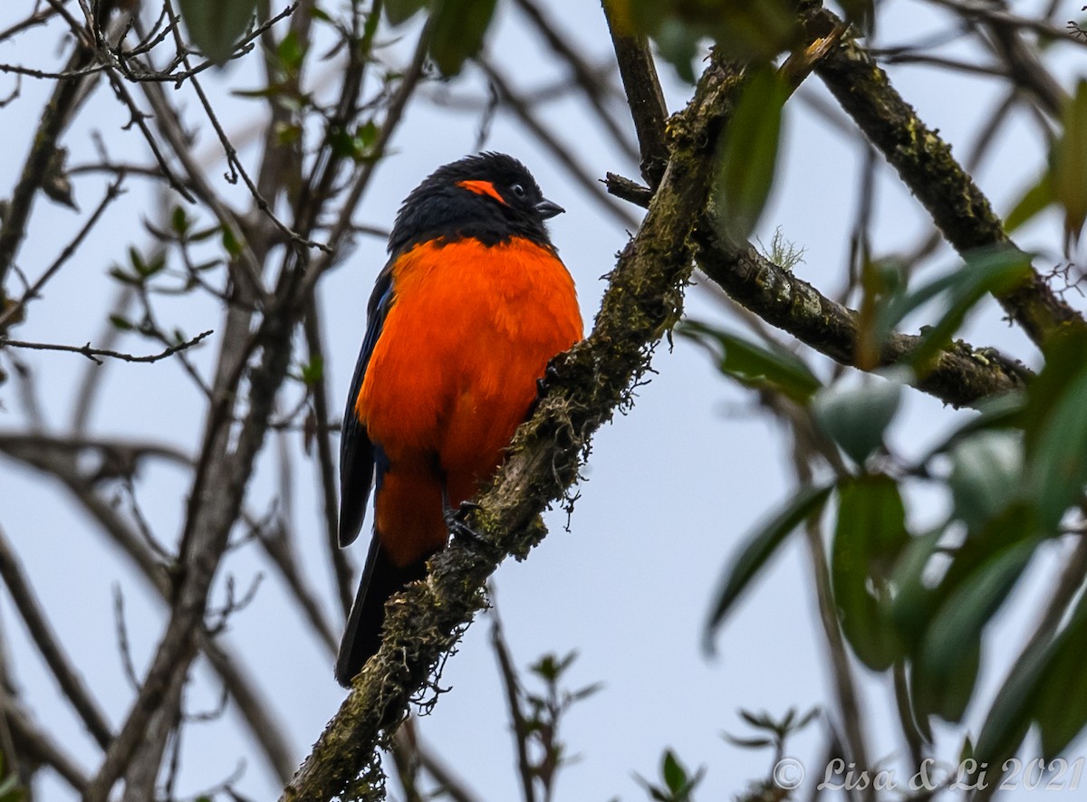 Scarlet-bellied Mountain Tanager - ML374722661