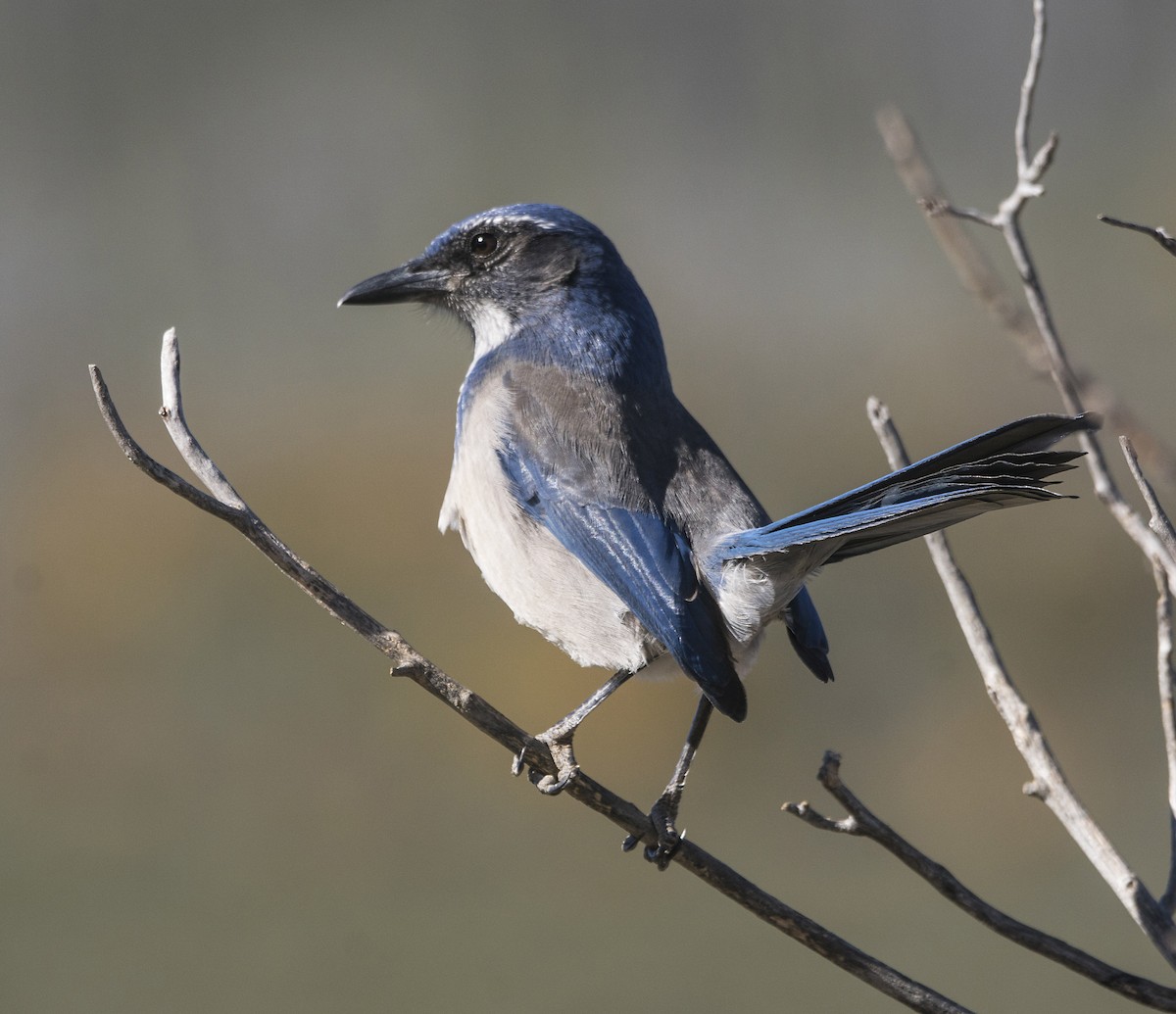 California Scrub-Jay - ML37472321