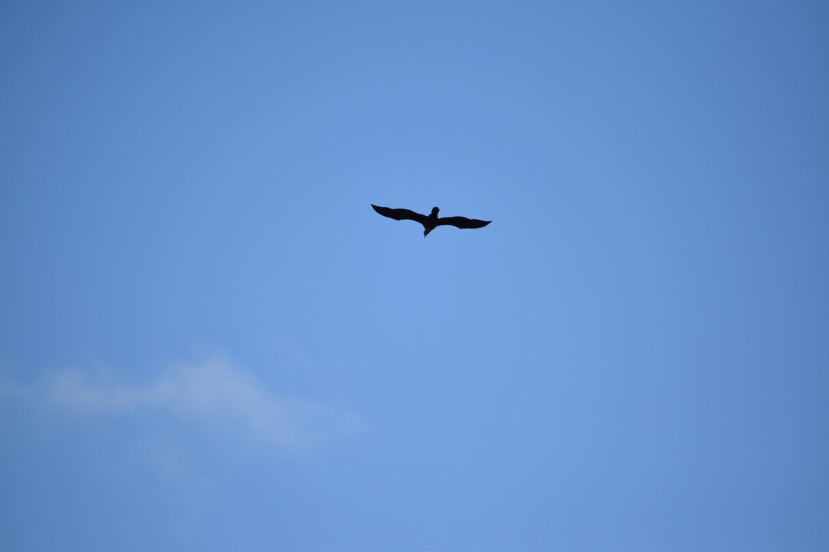 Double-crested Cormorant - ML374723681