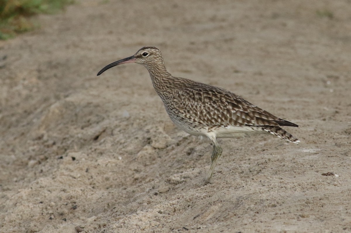 Whimbrel - ML374724211