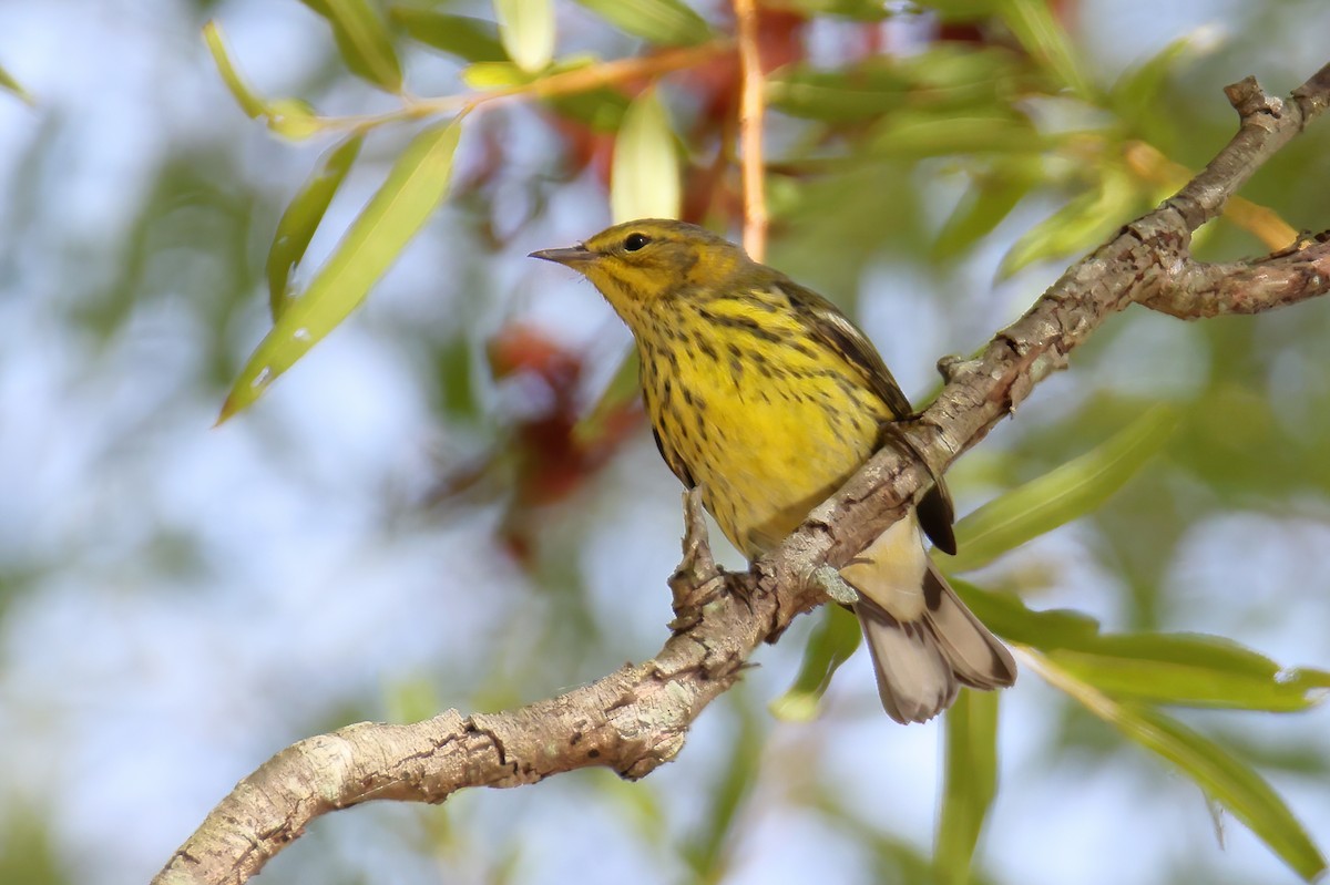 Cape May Warbler - ML374724801