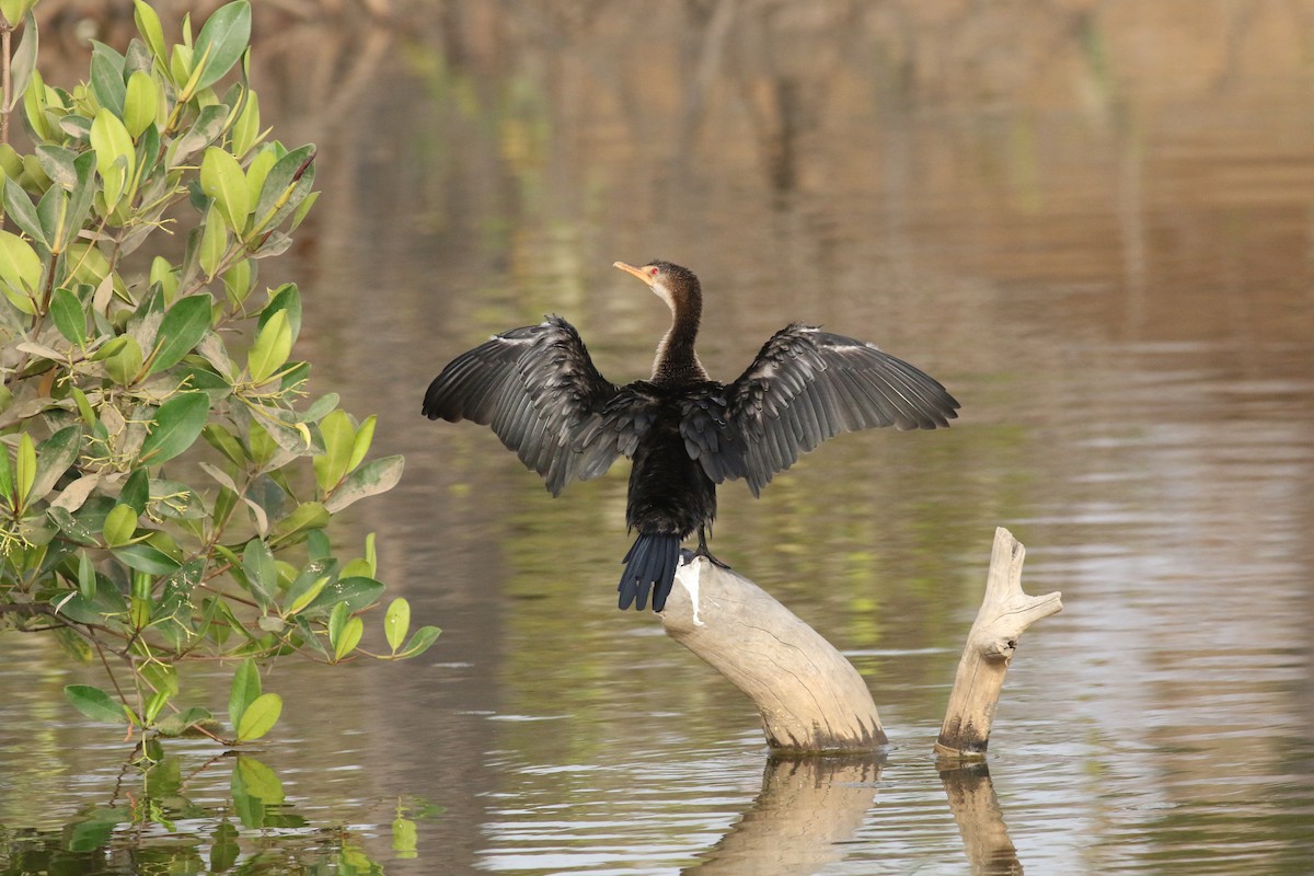 Long-tailed Cormorant - ML374724941