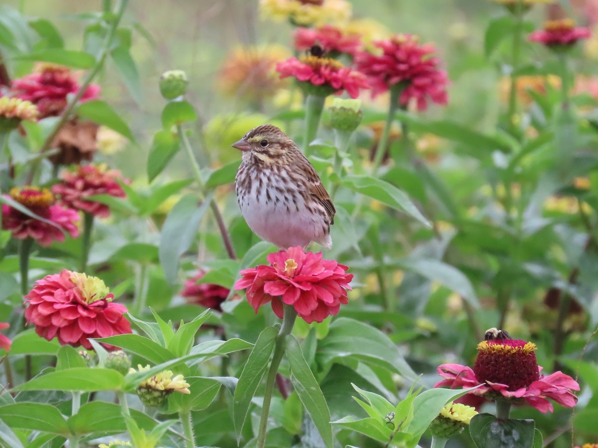 Savannah Sparrow - Pamela Hunt