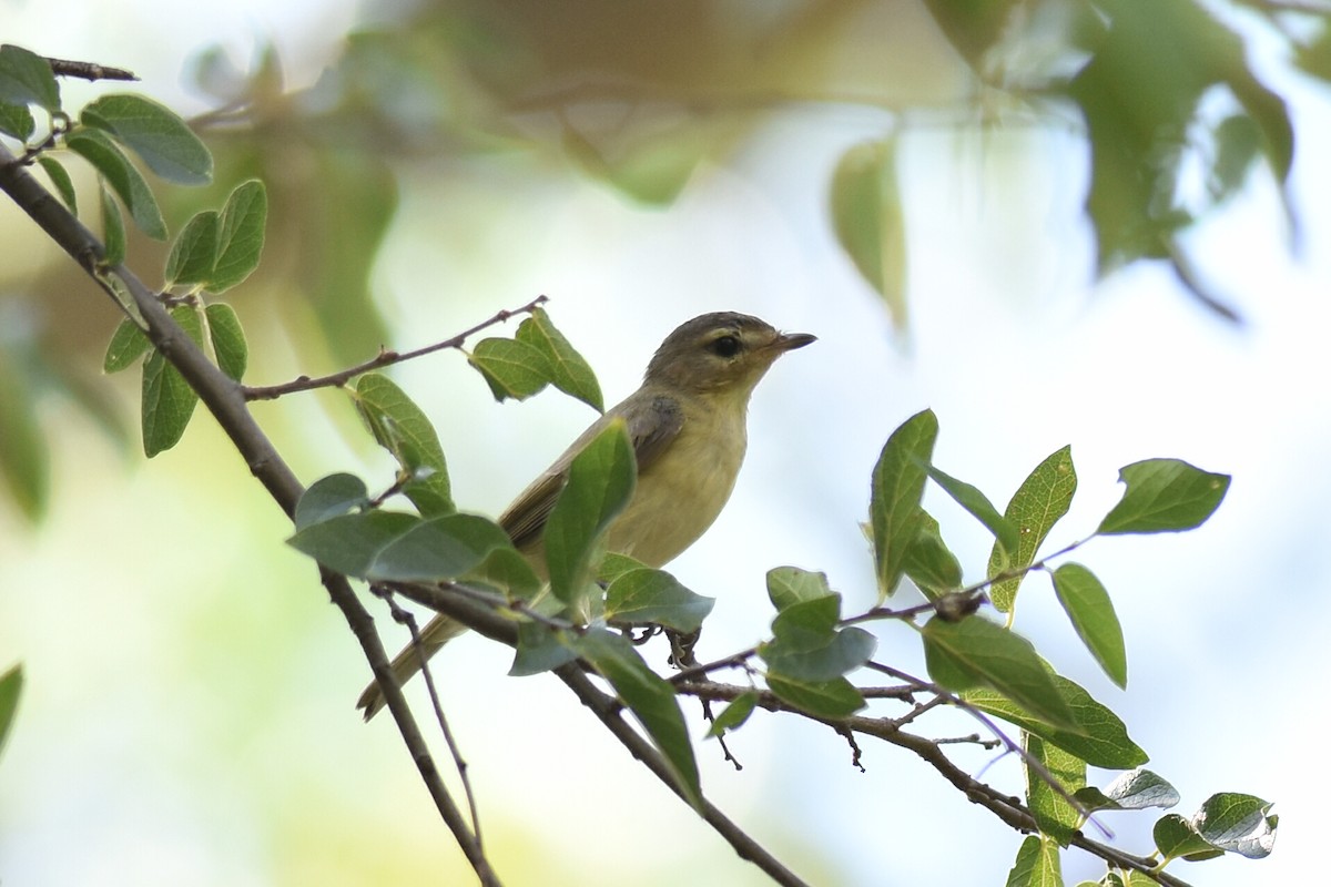 sangvireo - ML374725141