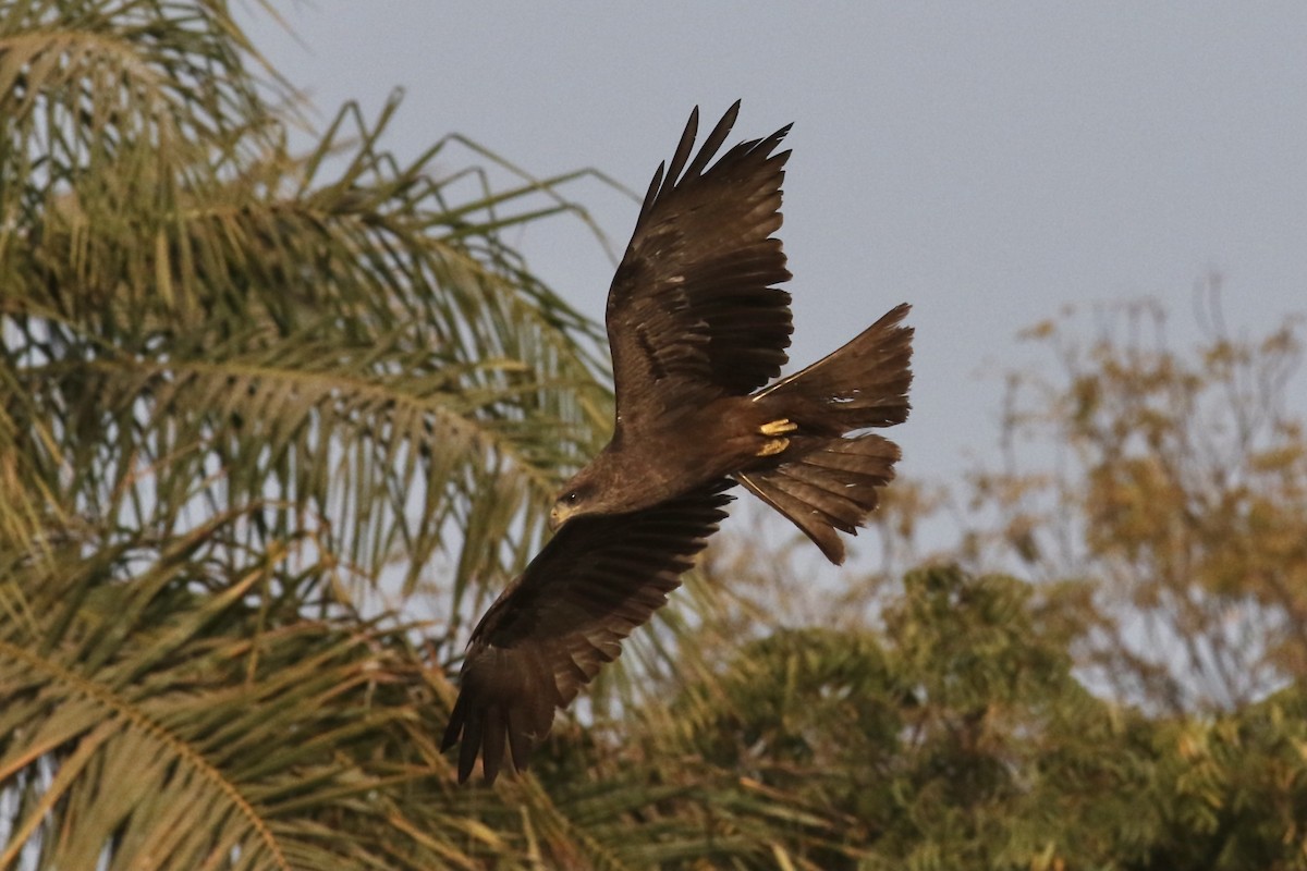 Black Kite - ML374726341