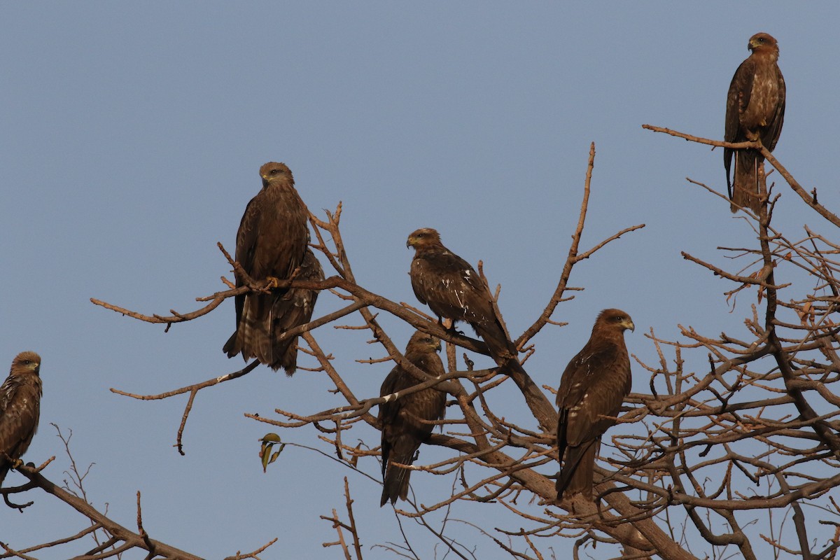 Black Kite - ML374726441