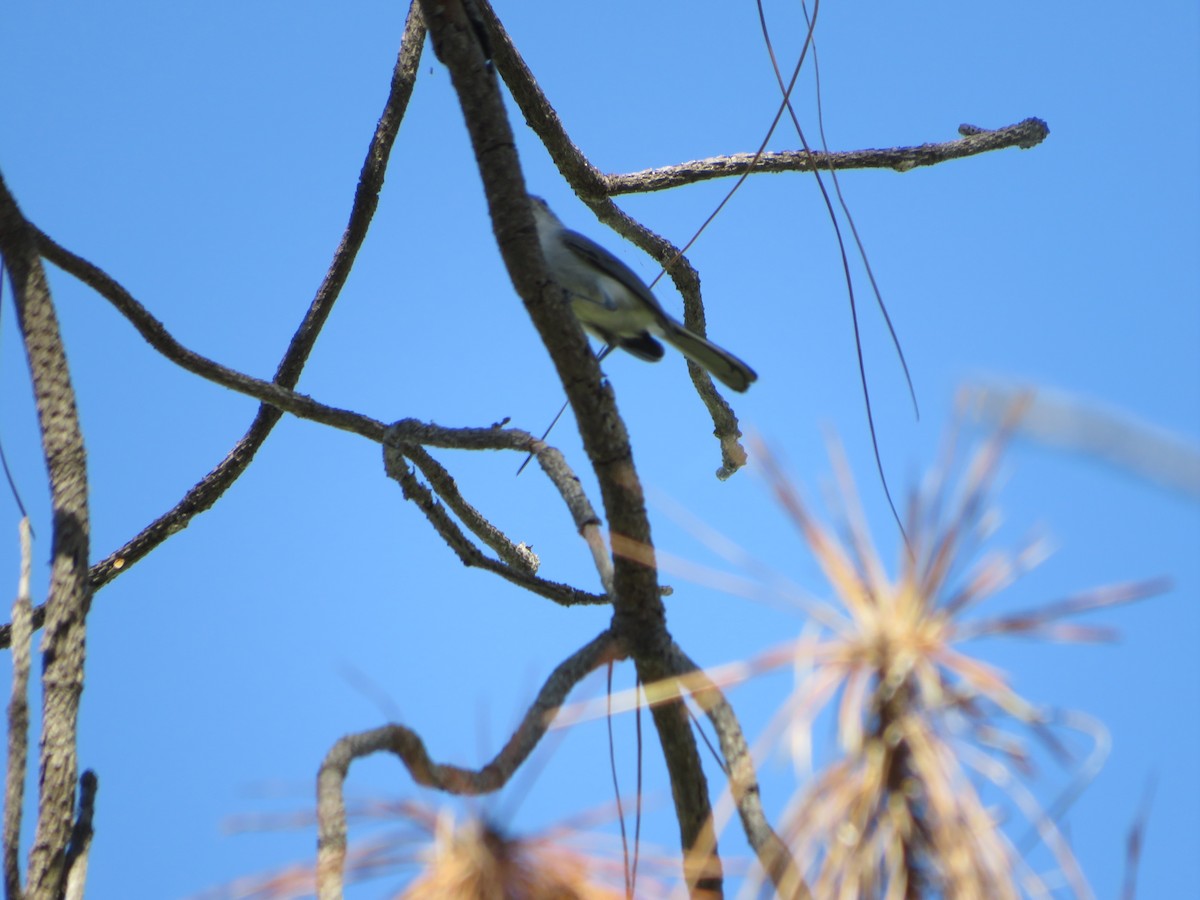 Blue-gray Gnatcatcher - ML374726691