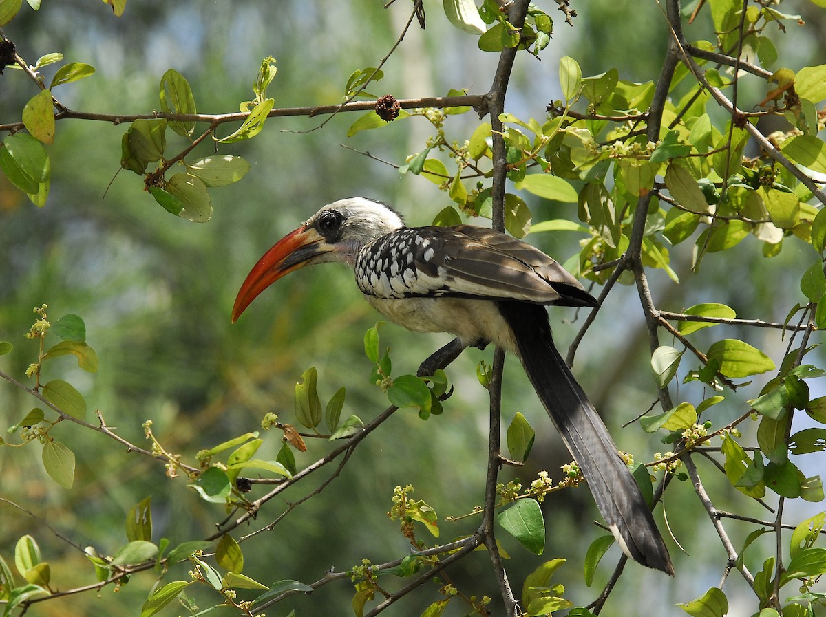 Western Red-billed Hornbill - ML374730631