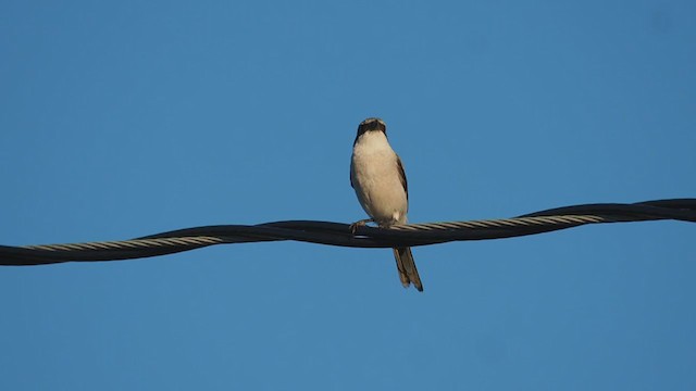 Pie-grièche migratrice - ML374731341