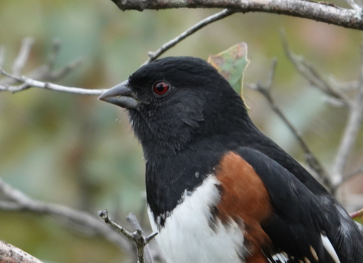 Eastern Towhee - ML374731891