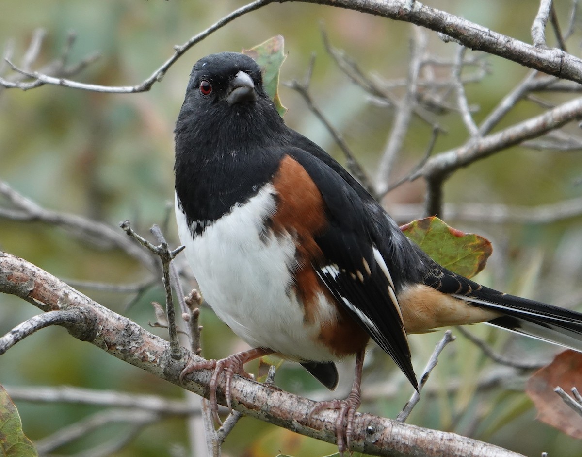 Eastern Towhee - ML374731961