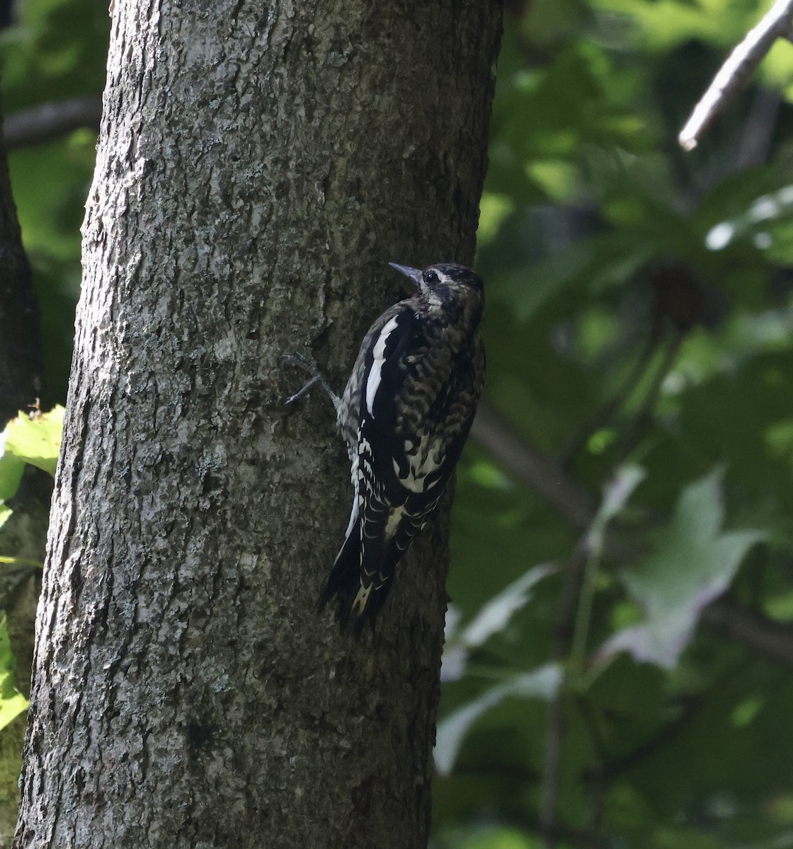 Yellow-bellied Sapsucker - ML374732361