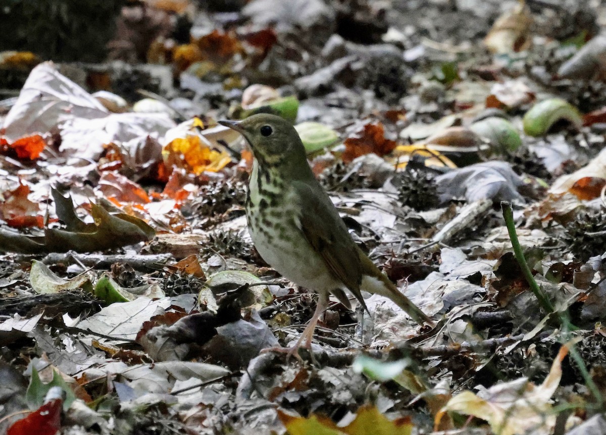 Hermit Thrush - ML374732421