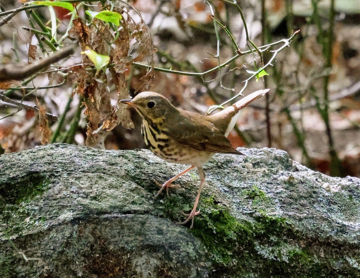 Hermit Thrush - ML374732431