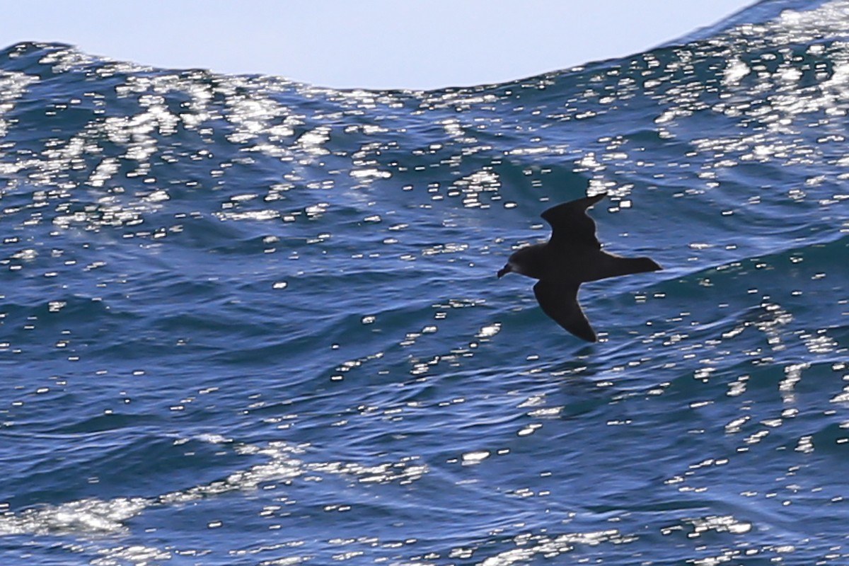 Gray-faced Petrel - ML374732571