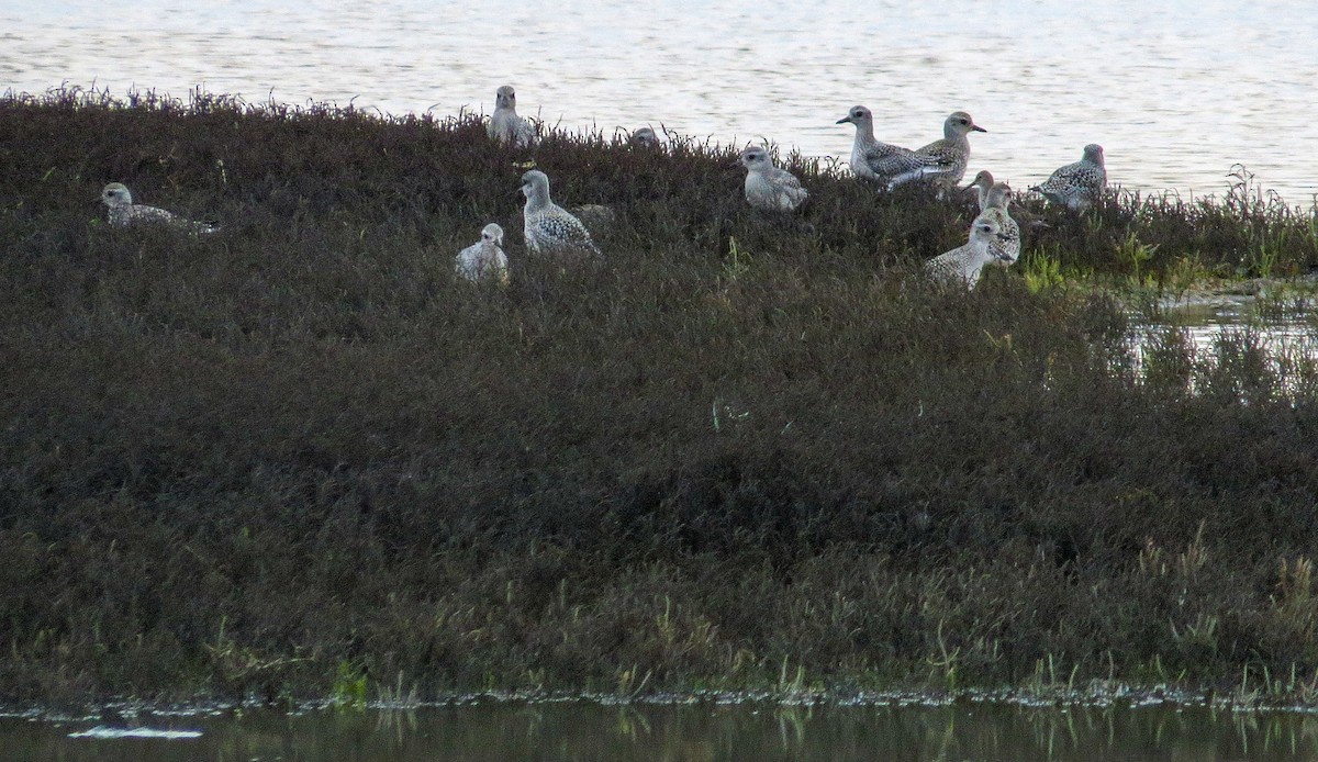 Black-bellied Plover - Linda Eyster