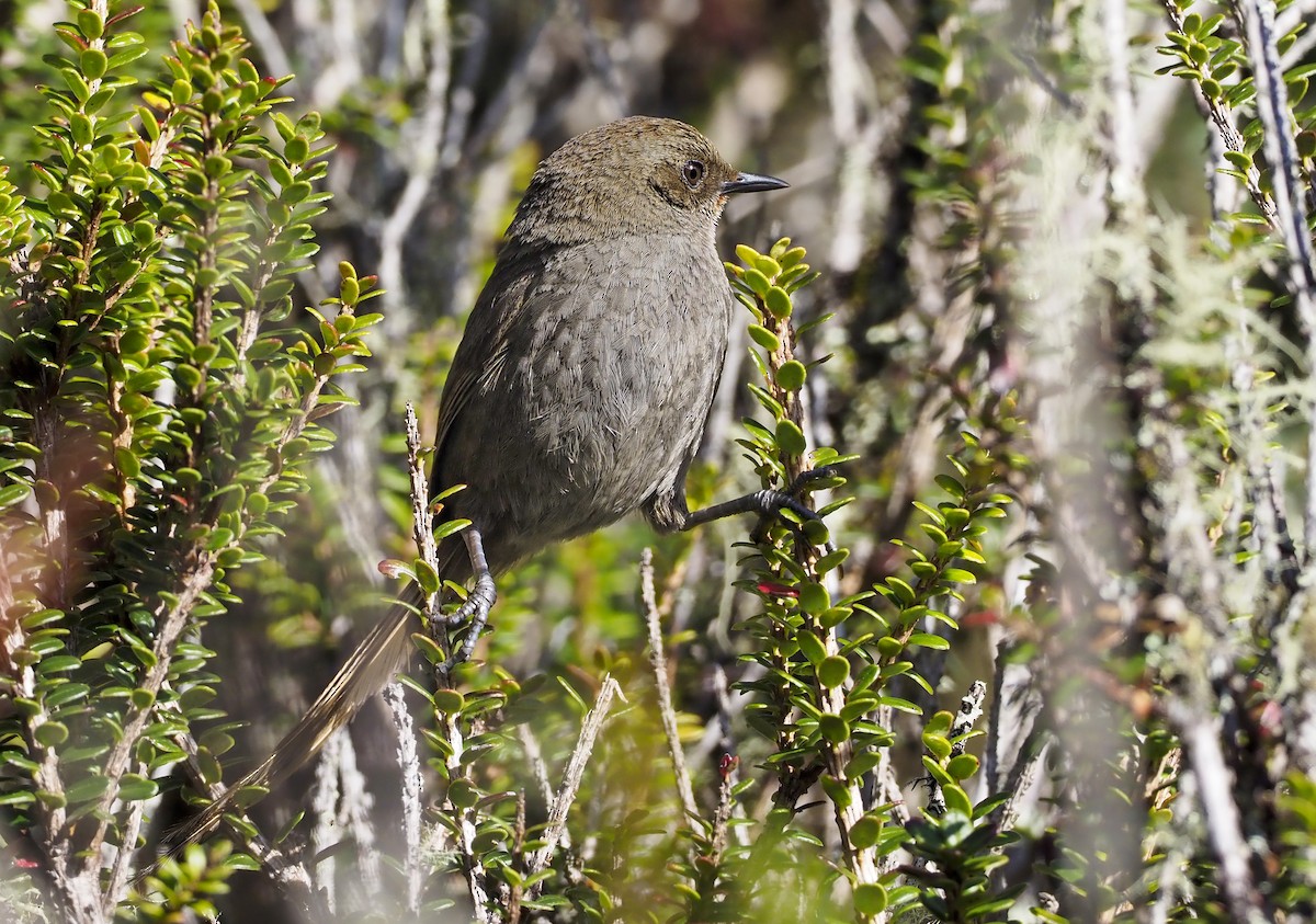 Ayacucho Thistletail - ML374734801