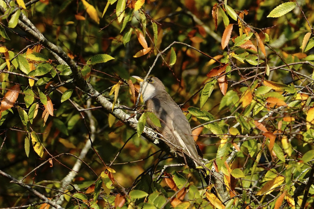 Yellow-billed Cuckoo - ML374734951