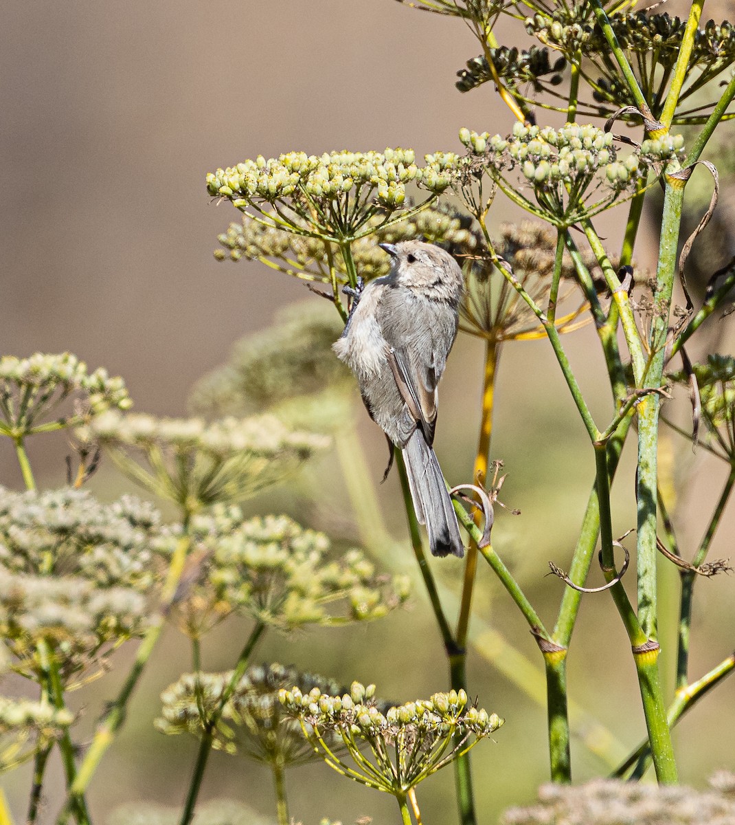 Bushtit - ML374735251