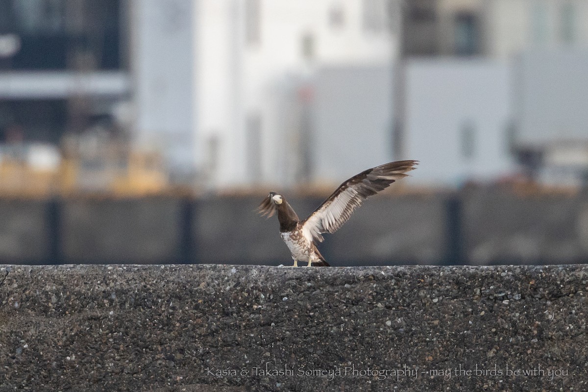Brown Booby - ML374736071