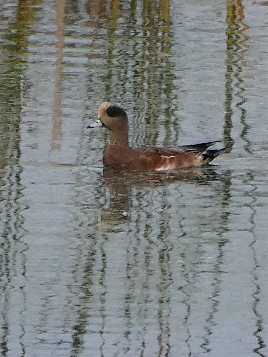 American Wigeon - ML374736091