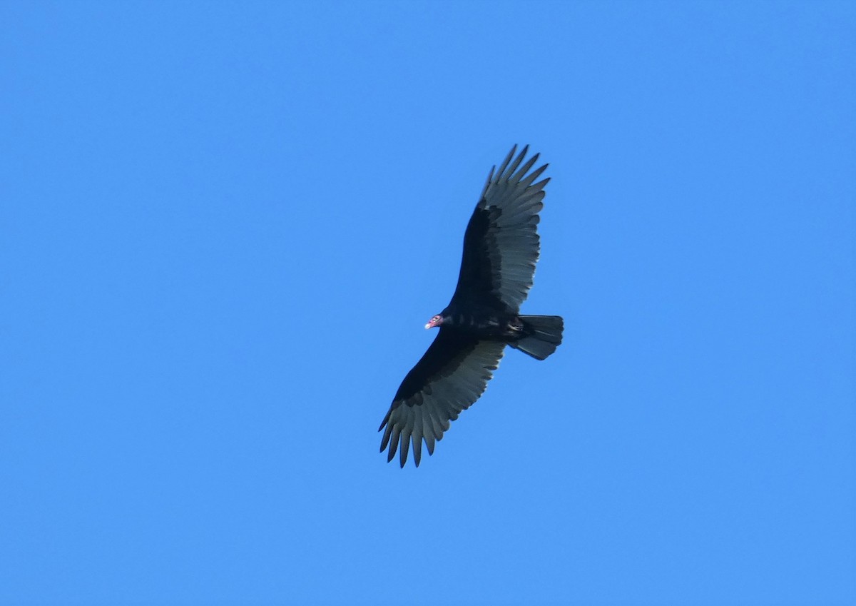 Urubu à tête rouge - ML374737611