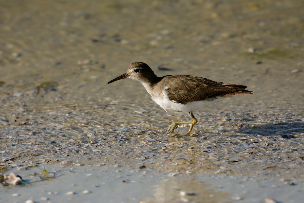 Spotted Sandpiper - Suzanne Zuckerman