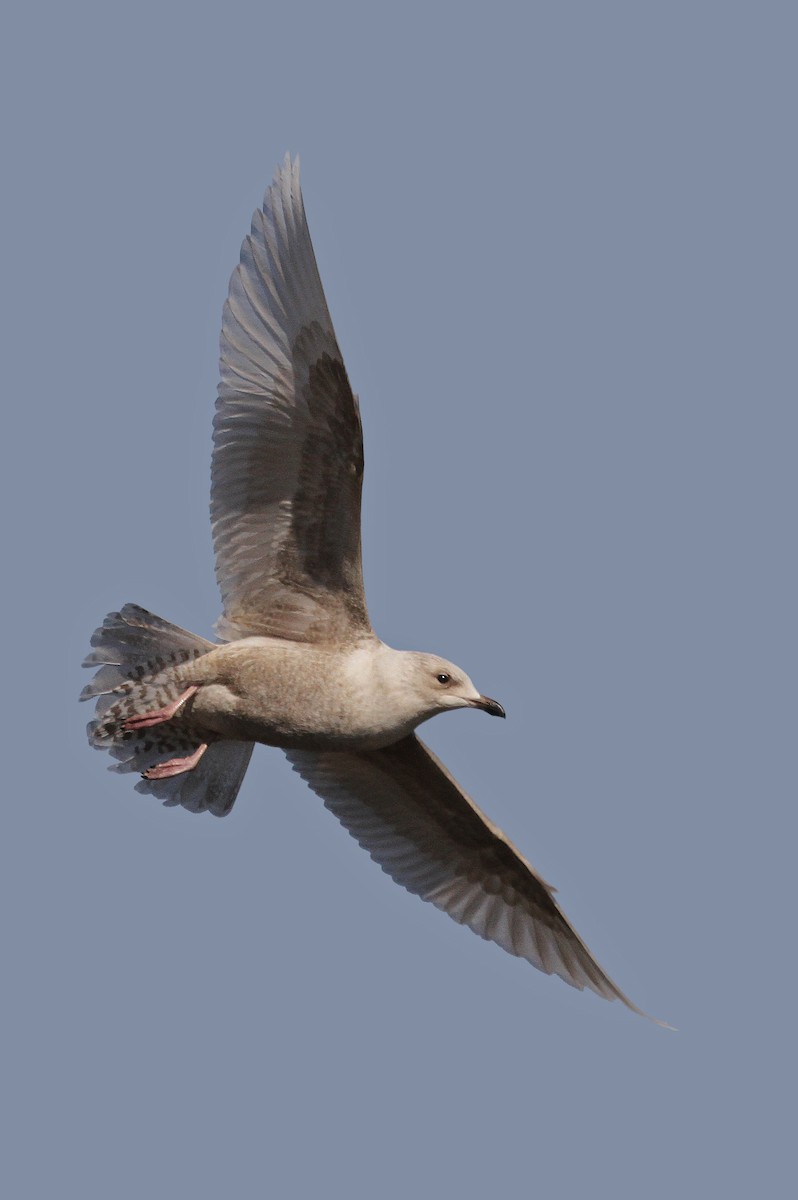 Полярная чайка (kumlieni) - ML37474451