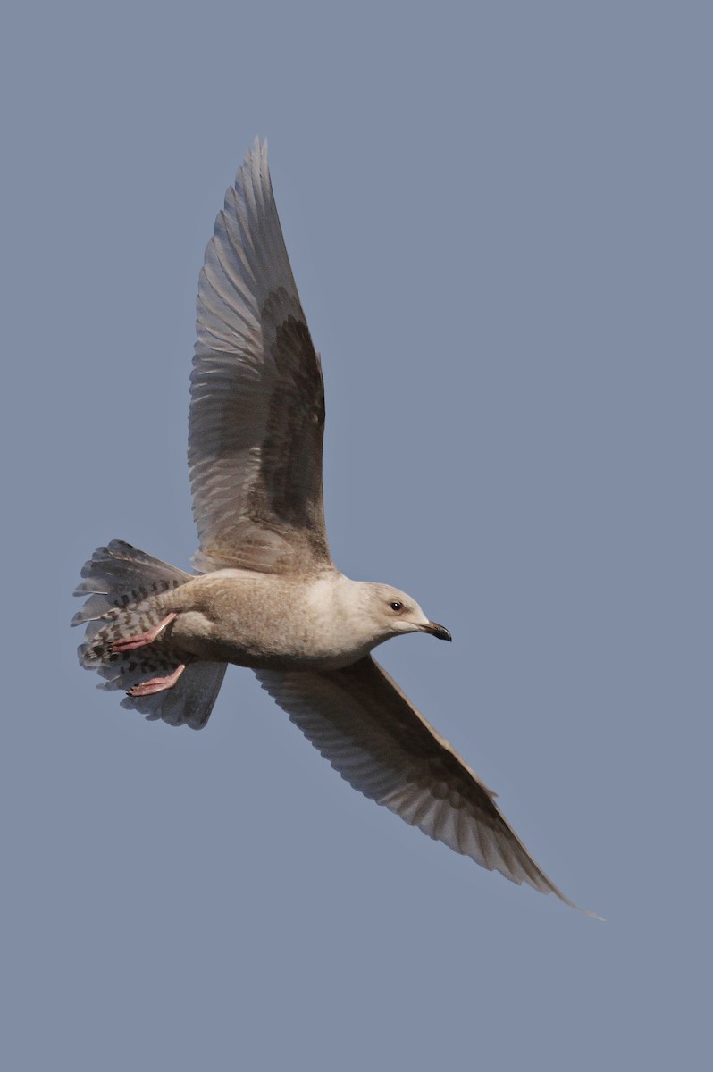 Gaviota Groenlandesa (kumlieni) - ML37474451