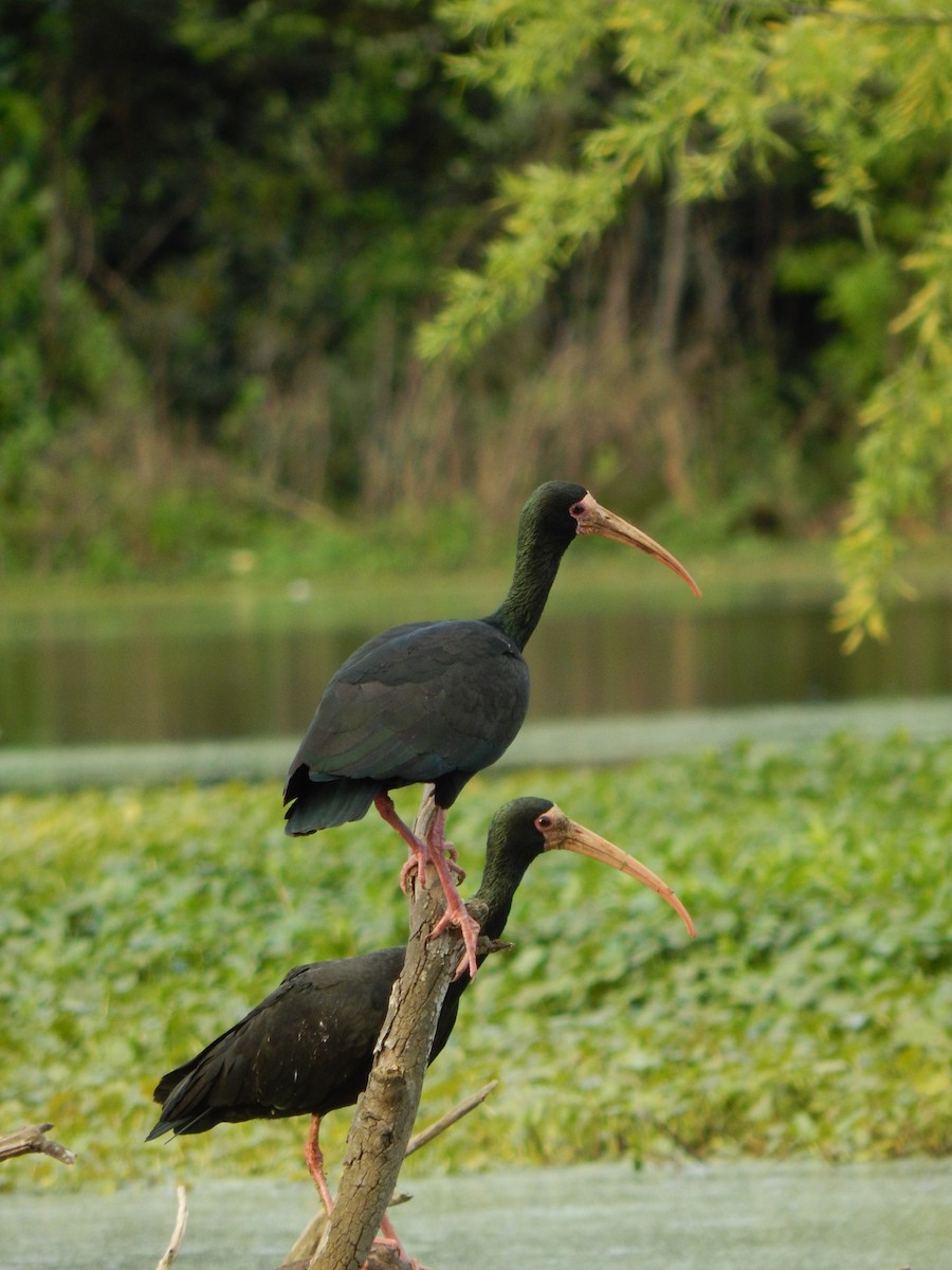 Ibis à face nue - ML374745171