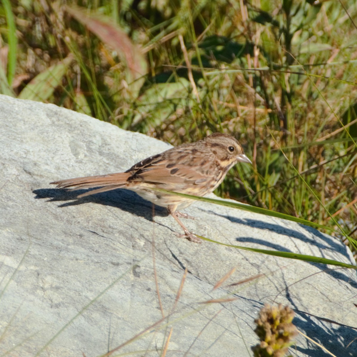 Song Sparrow - ML374745451