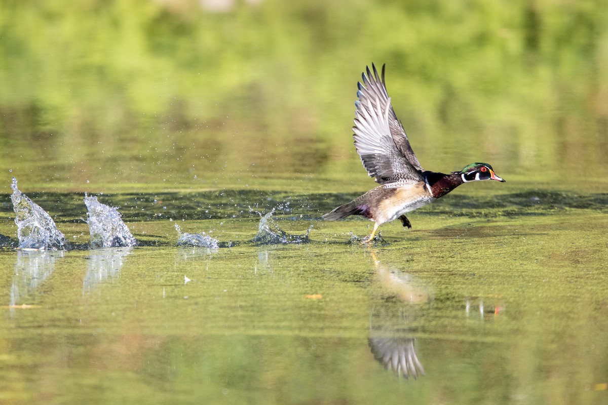 Wood Duck - ML374747301