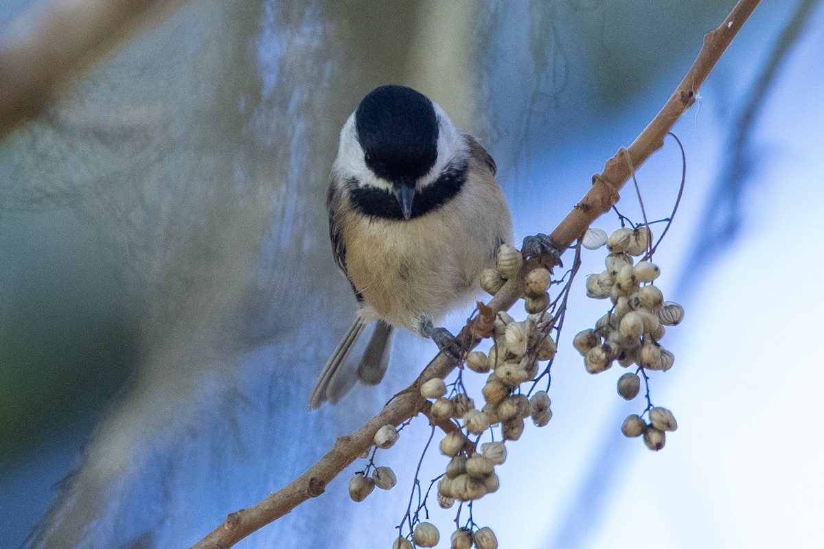 Mésange à tête noire - ML374747541