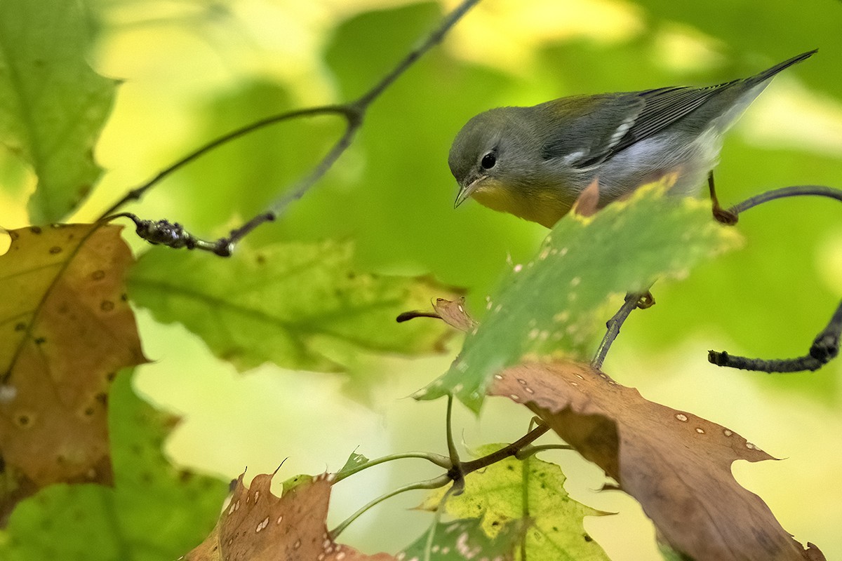 Northern Parula - ML374748281