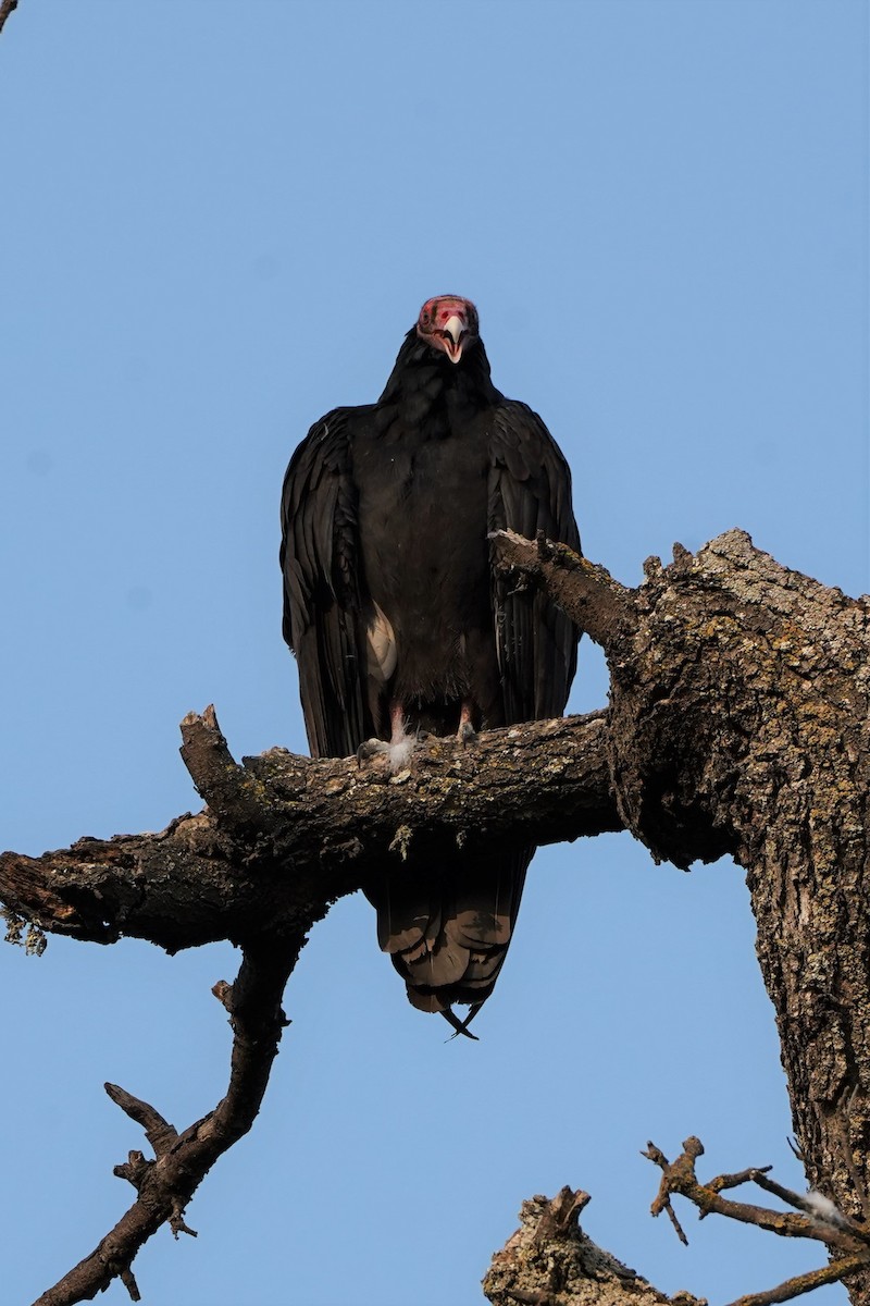 Turkey Vulture - ML374749921