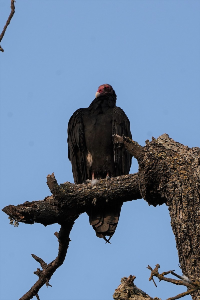 Turkey Vulture - ML374749951