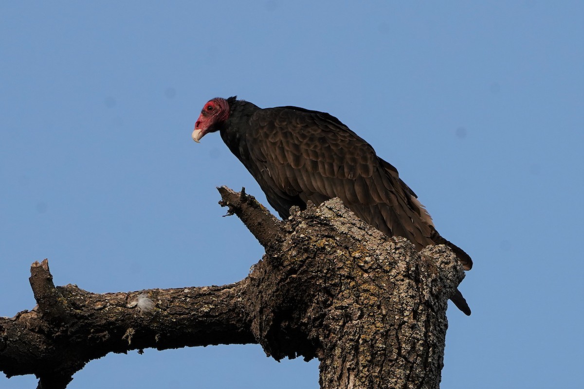 Turkey Vulture - ML374749961