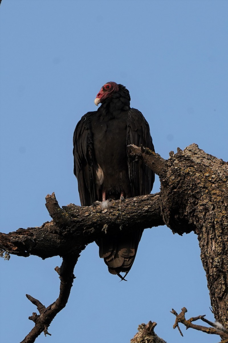 Turkey Vulture - ML374749971