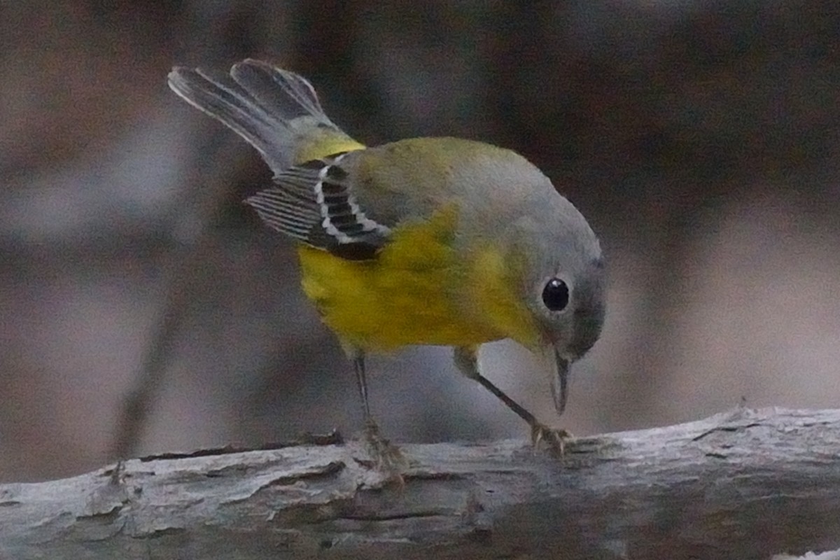 Magnolia Warbler - ML37475001