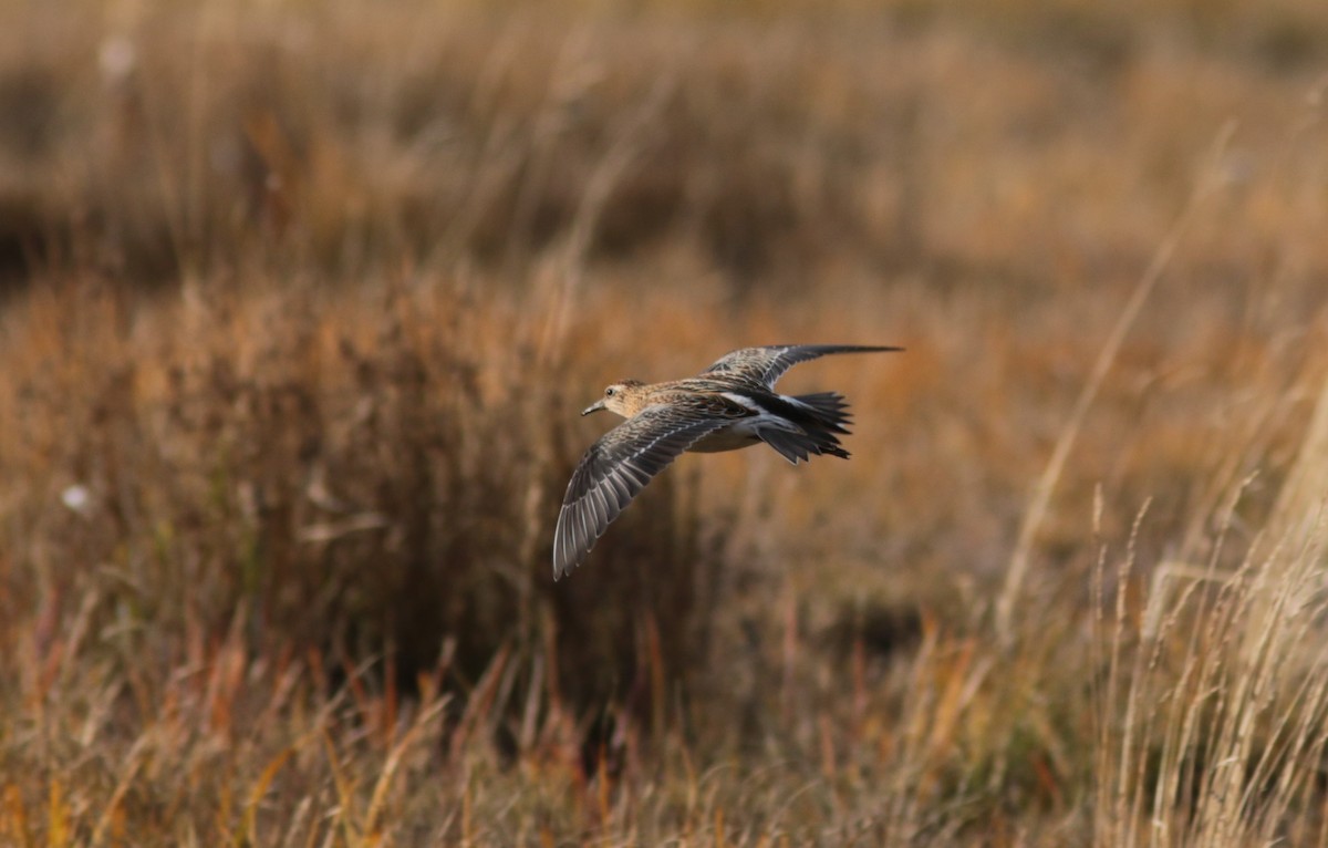 Sharp-tailed Sandpiper - ML374750291