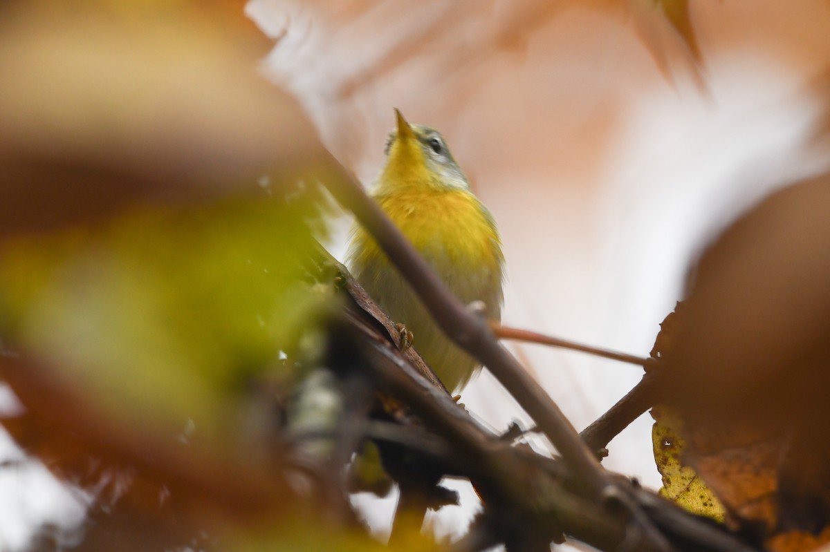 Northern Parula - ML374751691