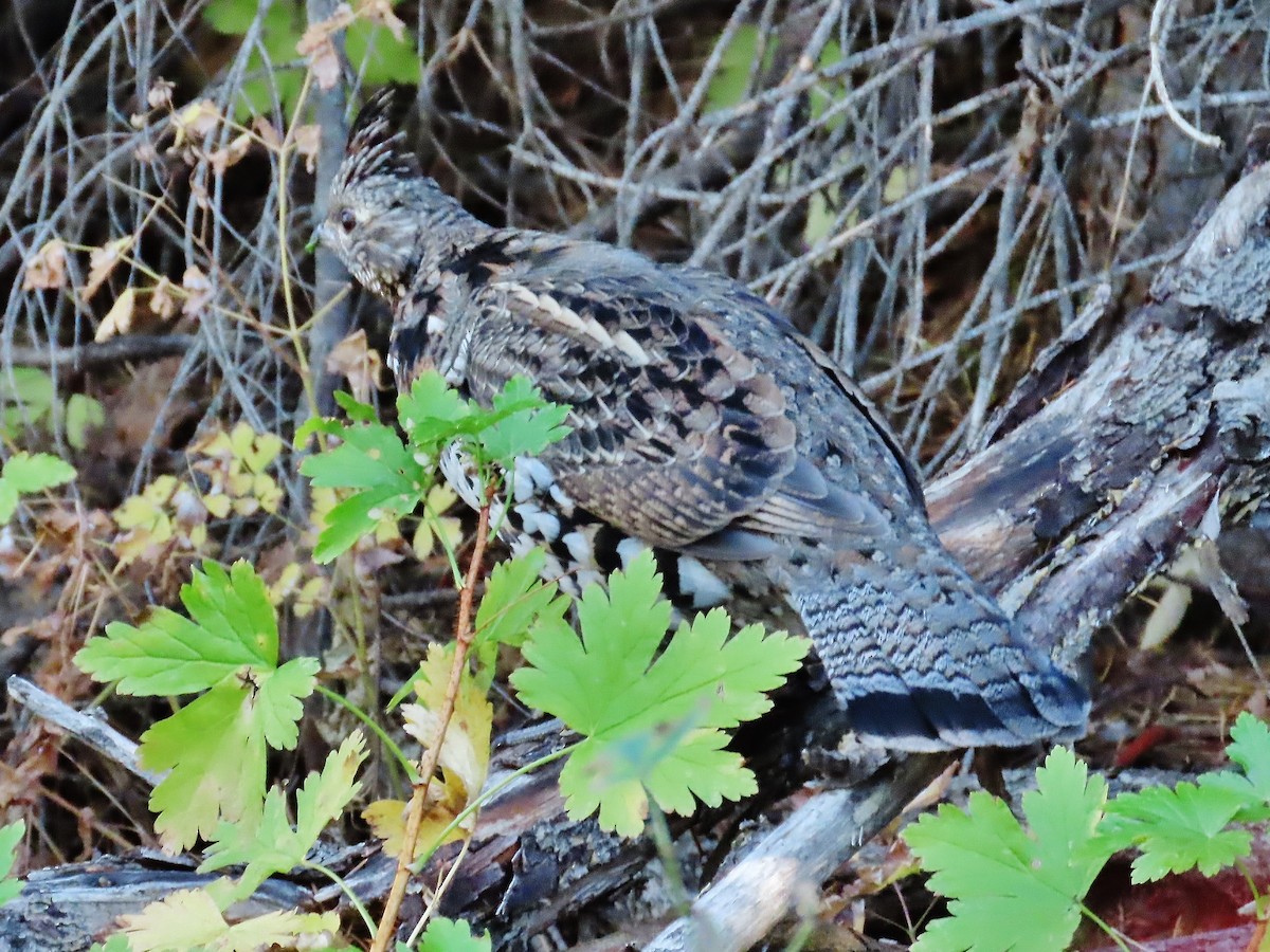 Ruffed Grouse - ML374751751