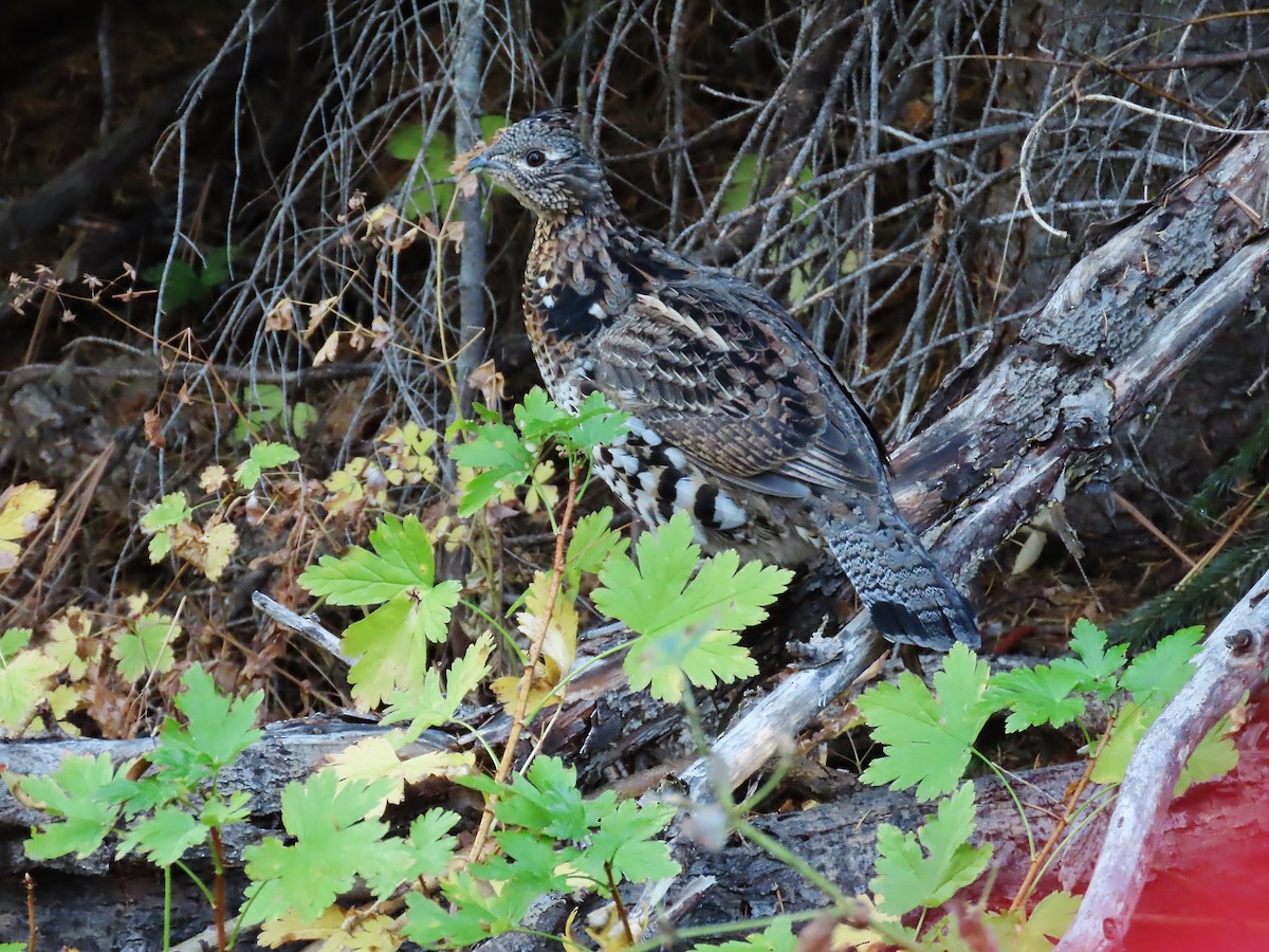 Ruffed Grouse - ML374751911